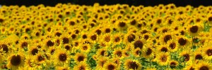 sunflower-1533690_1920